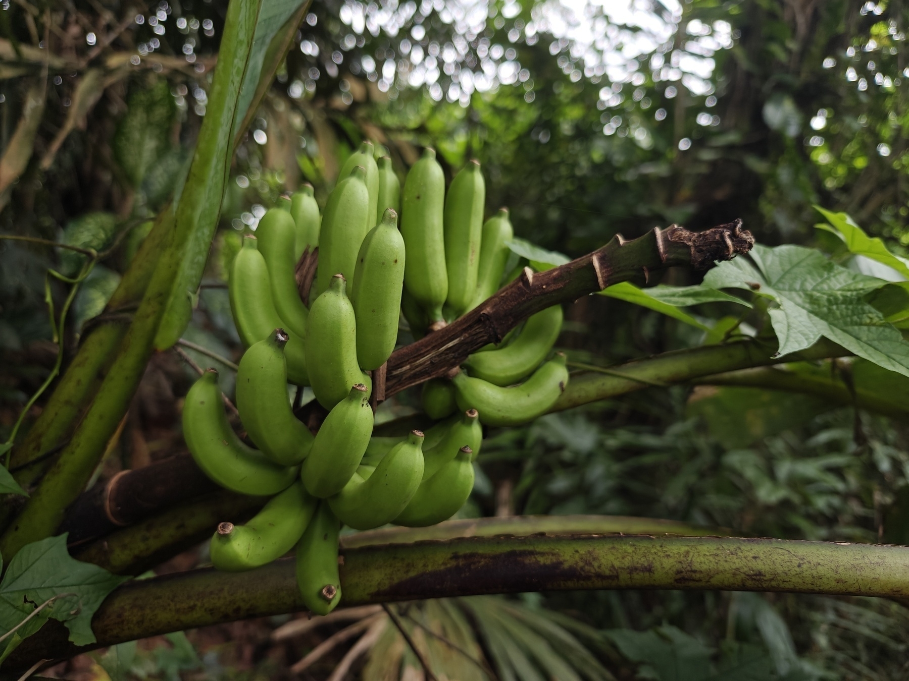 A bunch of green bananas.